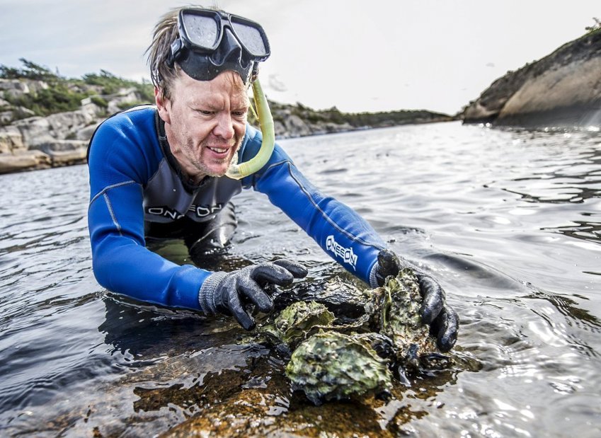 Kan vi redde økosystemet i Oslofjorden?